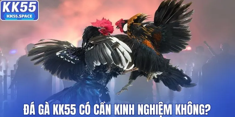 Đá gà KK55 có cần kinh nghiệm